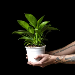 Philodendron Green Princess en internet