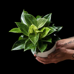 Philodendron Birkin White Waves en internet