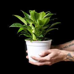 Philodendron Birkin White Waves - Plantas Kolog = CALIDAD en Plantas de interior 