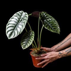 Alocasia cuprea - Plantas Kolog = CALIDAD en Plantas de interior 