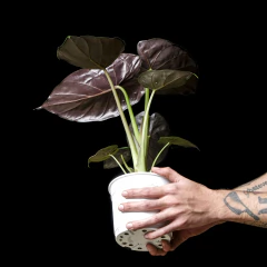 Alocasia wentii en internet