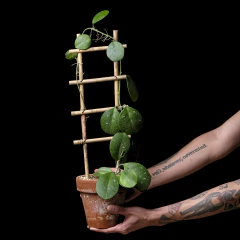 Mega Hoya obovata c/ Tutor Escalera - Plantas Kolog = CALIDAD en Plantas de interior 