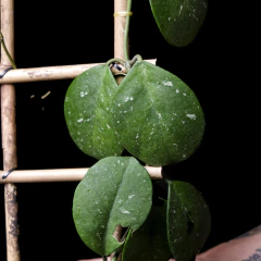 Mega Hoya obovata c/ Tutor Escalera en internet