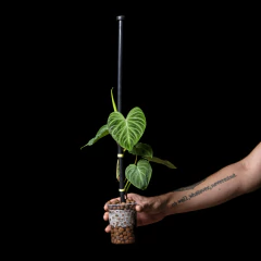 Philodendron verrucosum c/ Tutor - Semihydro - Plantas Kolog = CALIDAD en Plantas de interior 