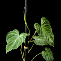 Philodendron verrucosum c/ Tutor - Semihydro en internet