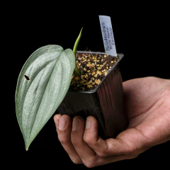 Philodendron Burle Marx Fantasy - Plantas Kolog = CALIDAD en Plantas de interior 