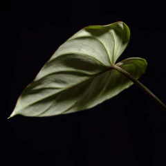 Philodendron gloriosum Dark Form - Semihydro - Plantas Kolog = CALIDAD en Plantas de interior 