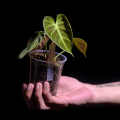 Philodendron El Choco Red - Chico - comprar online