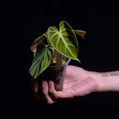 Philodendron El Choco Red - Chico en internet