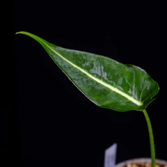 Alocasia Frydek en internet