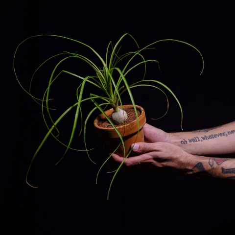 Beaucarnea recurvata en terracota Chica - Nolina - comprar online