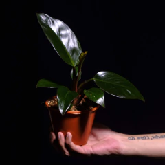 Philodendron Red Congo - Plantas Kolog = CALIDAD en Plantas de interior 