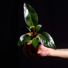 Philodendron Red Congo - comprar online