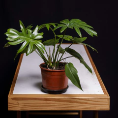 Philodendron mayoi - comprar online