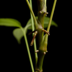 Anthurium pentaphyllum - tienda online