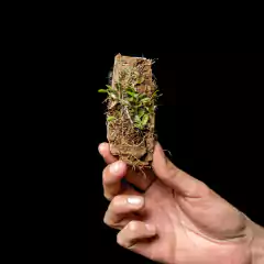 Barbosella cogniauxiana - Chica