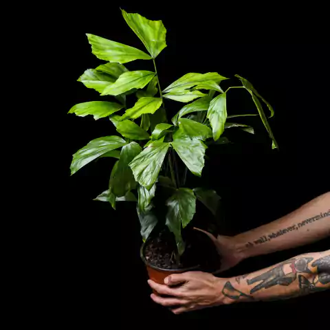 Caryota sp. "Fishtail Palm"