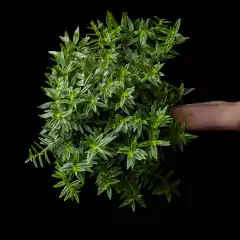 Columnea cf. hirta - Súper follaje