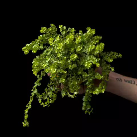 Lysimachia cf. nummularia