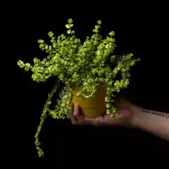 Lysimachia cf. nummularia - comprar online