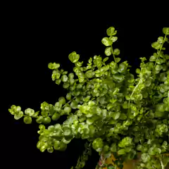 Lysimachia cf. nummularia en internet
