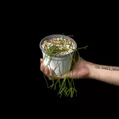 Rhipsalis burchellii - comprar online