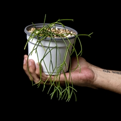 Rhipsalis burchellii