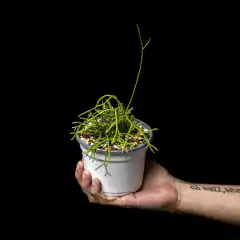 Rhipsalis cereuscula