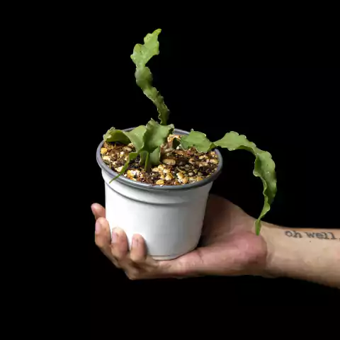 Epiphyllum hookeri subsp. guatemalense