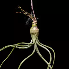 Tillandsia butzii - comprar online