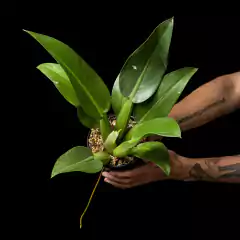 Philodendron martianum - Grande