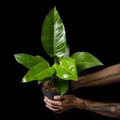 Philodendron 'Imperial Green'