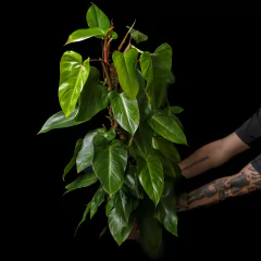 Mega Philodendron erubescens Sanguineo