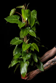 Mega Philodendron erubescens Sanguineo - comprar online
