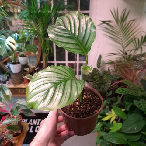 Calathea orbifolia - Chica - comprar online