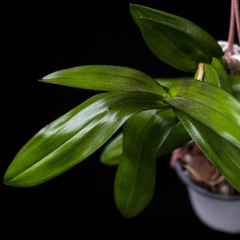 Dendrobium x Phalaenopsis
