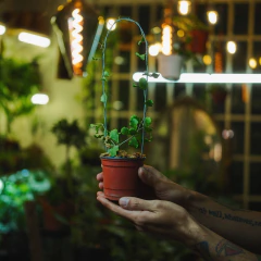 Hoya kanyakumariana mediana en internet