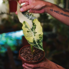 Alocasia Frydek variegada 2 - Plantas Kolog = CALIDAD en Plantas de interior 