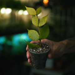 Hoya polyneura