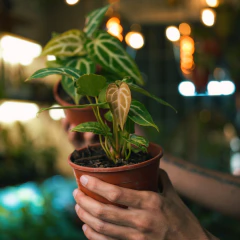 Anthurium crystallinum - Plantas Kolog = CALIDAD en Plantas de interior 