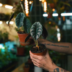 Alocasia cuprea - Plantas Kolog = CALIDAD en Plantas de interior 