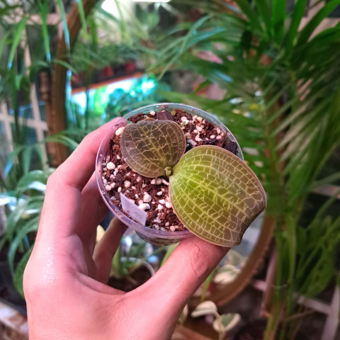 Macodes sanderiana mediana - comprar online