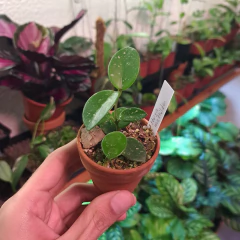 Hoya mathilde - comprar online