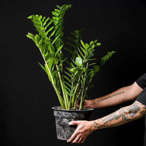 Zamioculcas zamiifolia - Mega