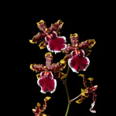 Colmanara cf. wildcat 'Bobcat'