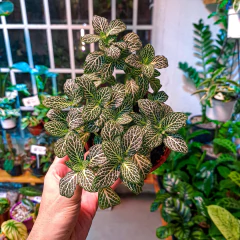 Fittonia cf. 'Mont Blanc' - comprar online