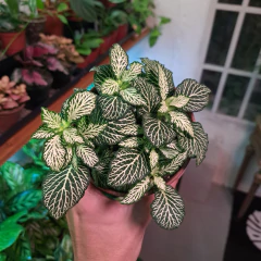 Fittonia cf. Mont Blanc en internet