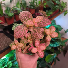 Fittonia sp. Salmon en internet