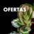 Banner de Plantas Kolog
