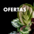 Banner de Plantas Kolog